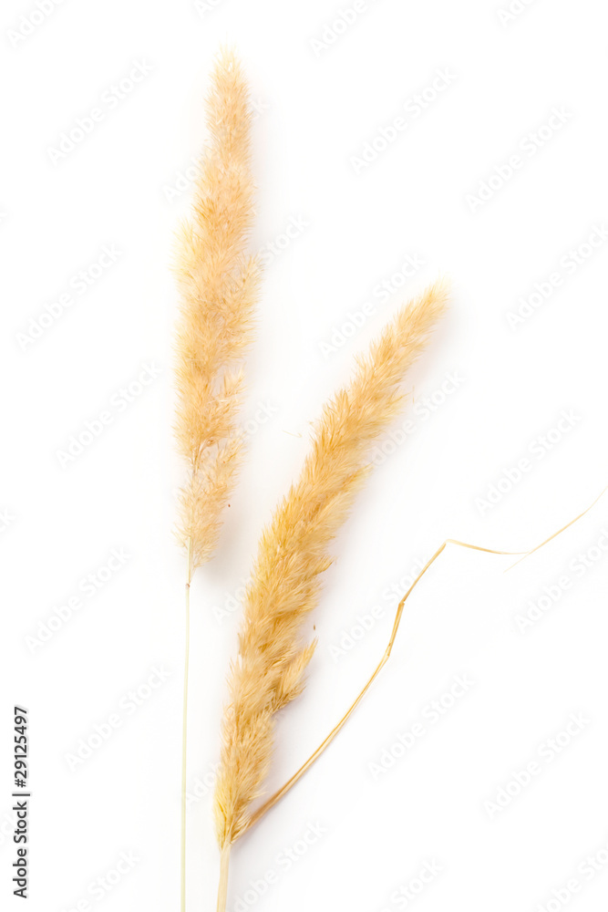 Blade of grass isolated on white