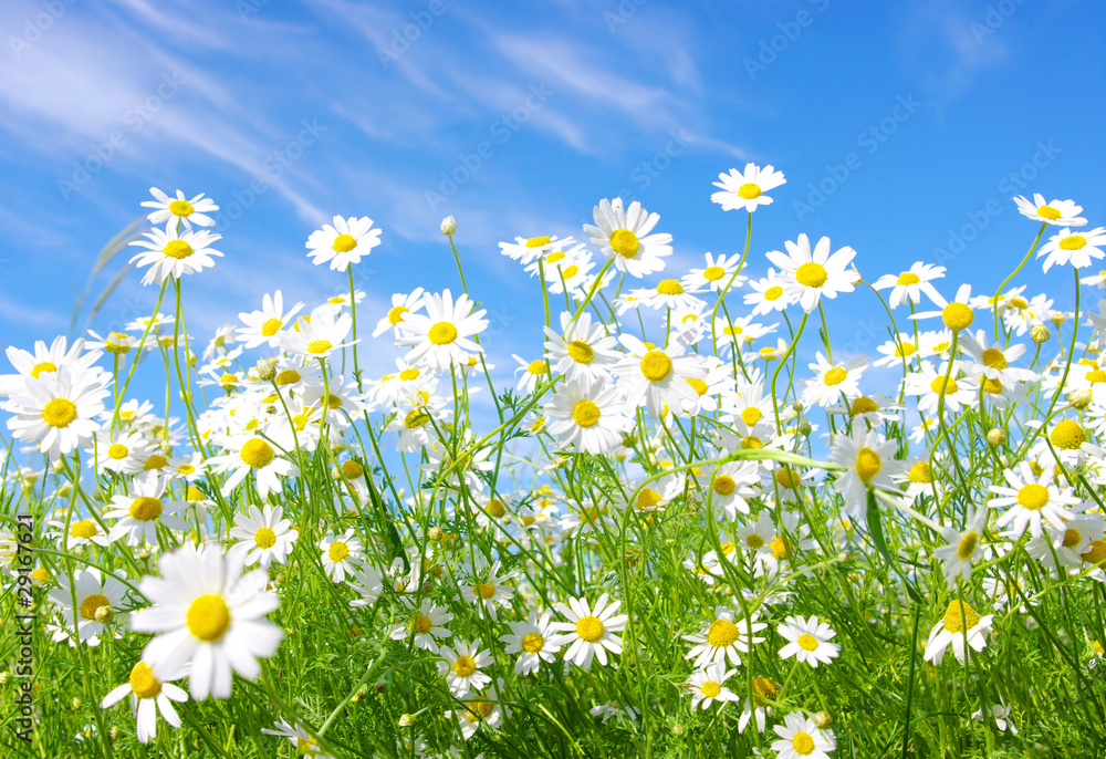 white daisies