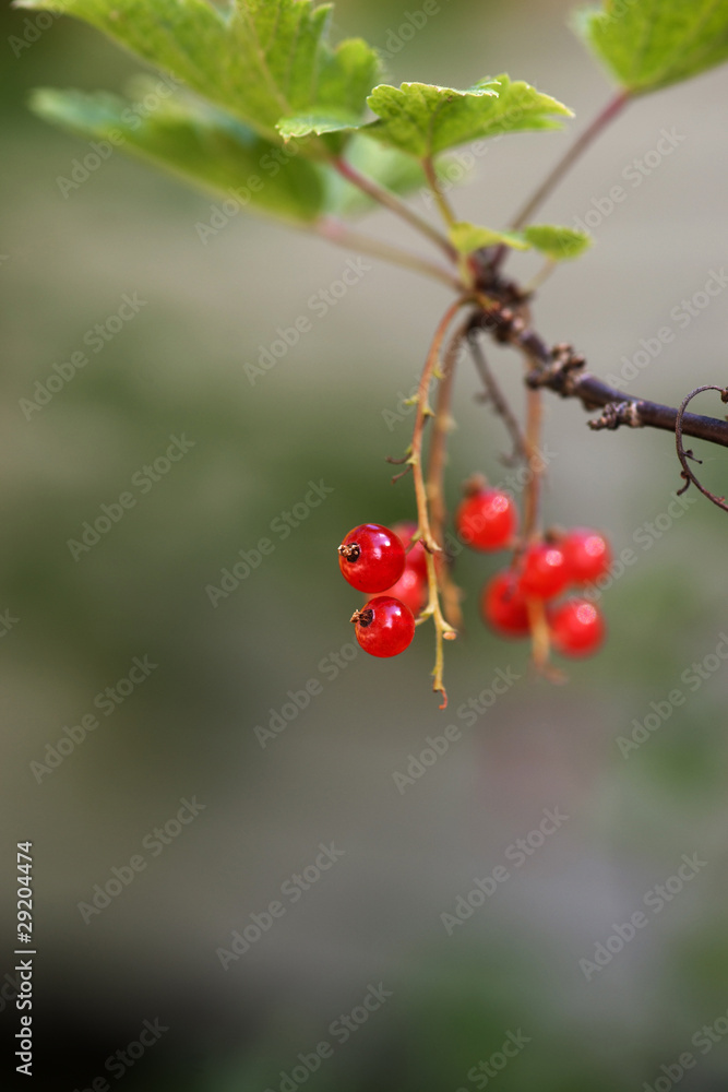 Red currants