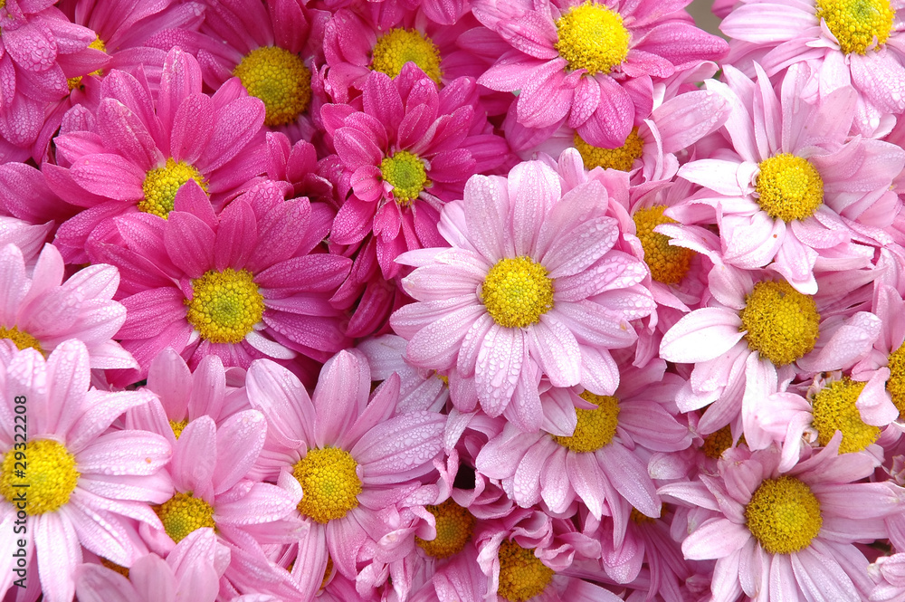 pink daisy