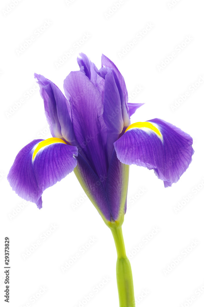 Iris