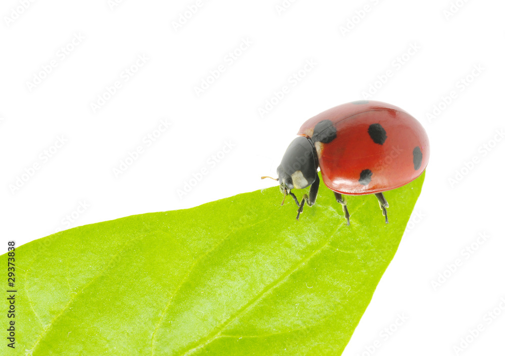 ladybug