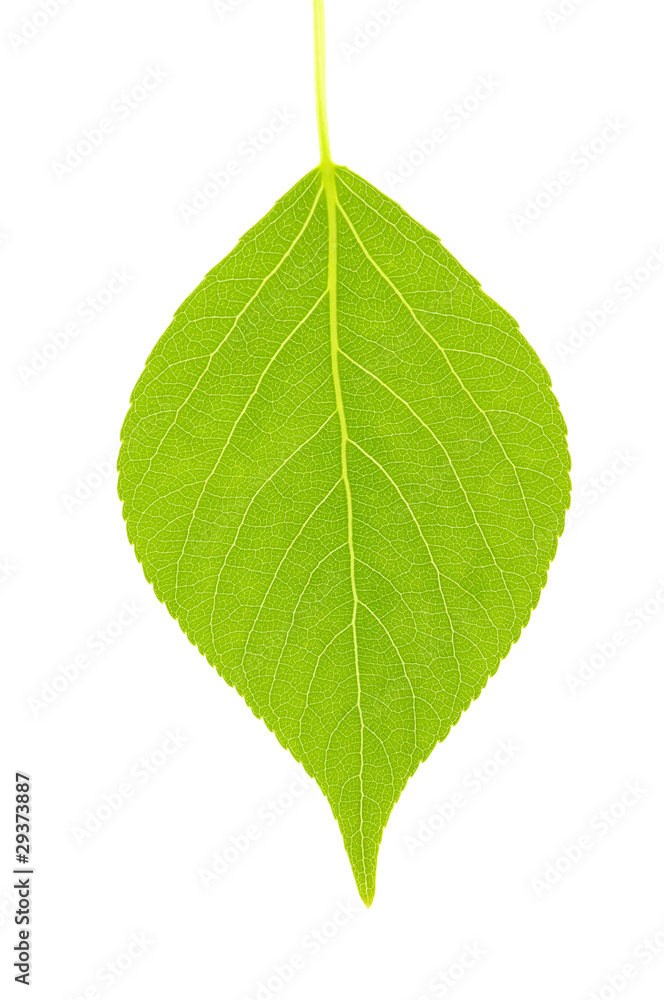 green leaf