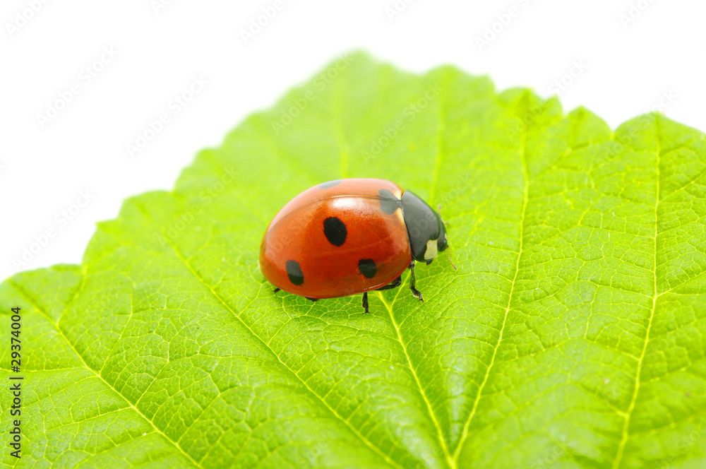 ladybug