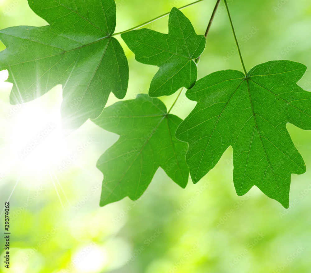 green leaves