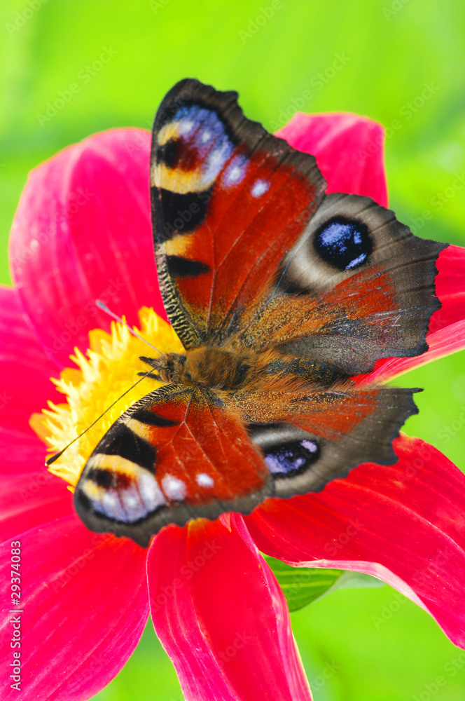 Colorful butterfly