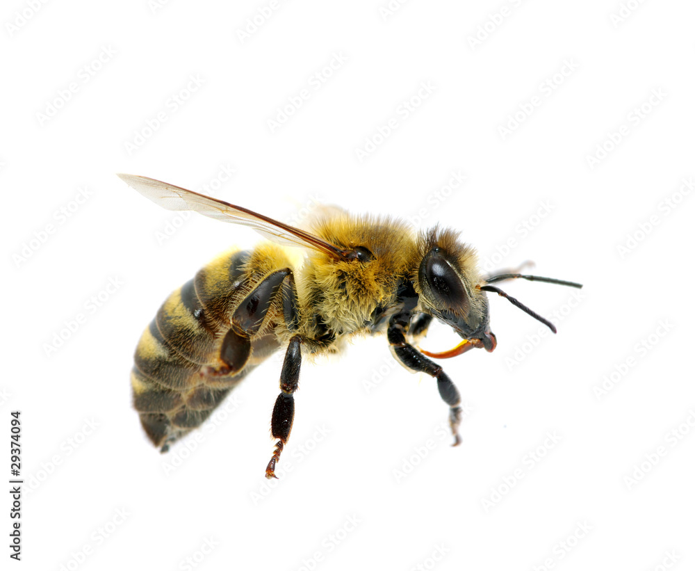 bee