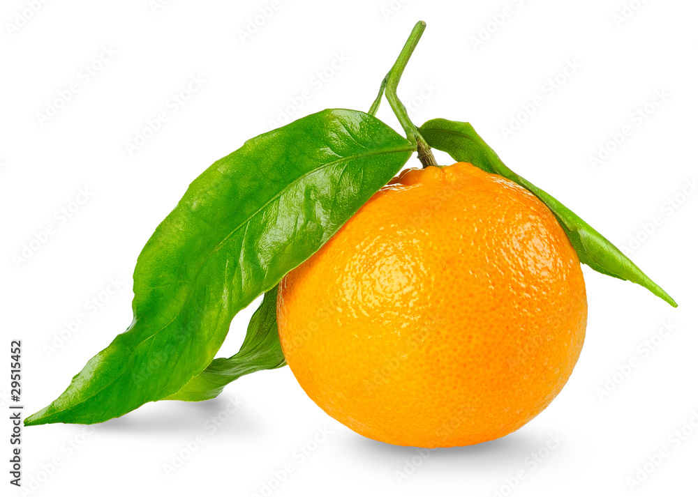 Isolated citrus fruit. One clementine orange or tangerine with stem and leaves isolated on white bac