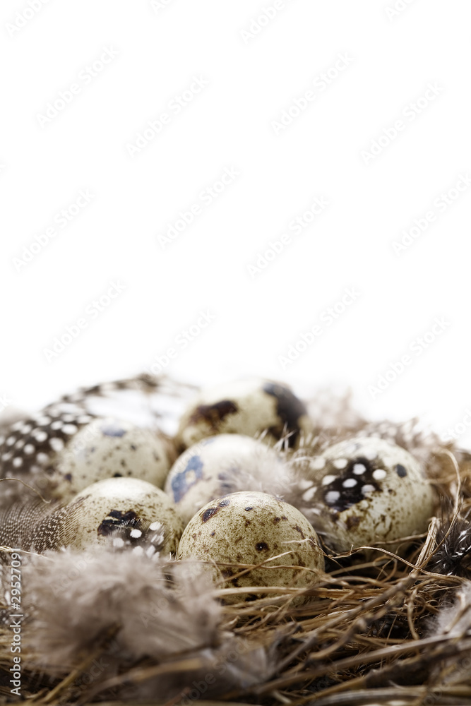 Birds nest with eggs