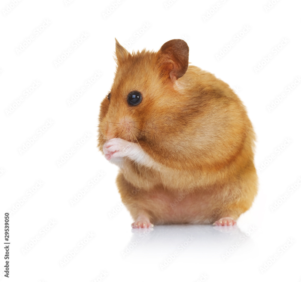 Hamster