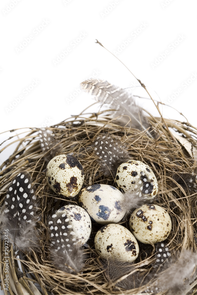 Birds nest with eggs (easter composition)