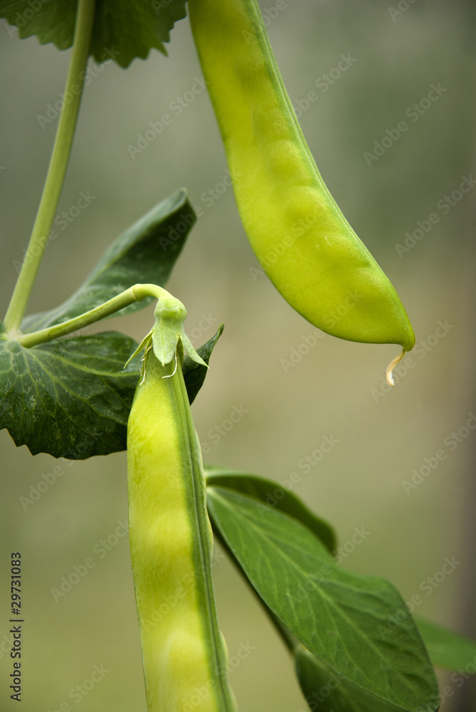 Sugar pea pods