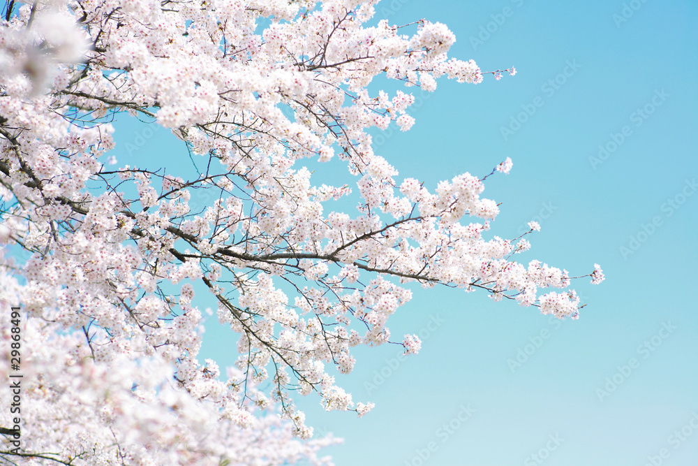 桜