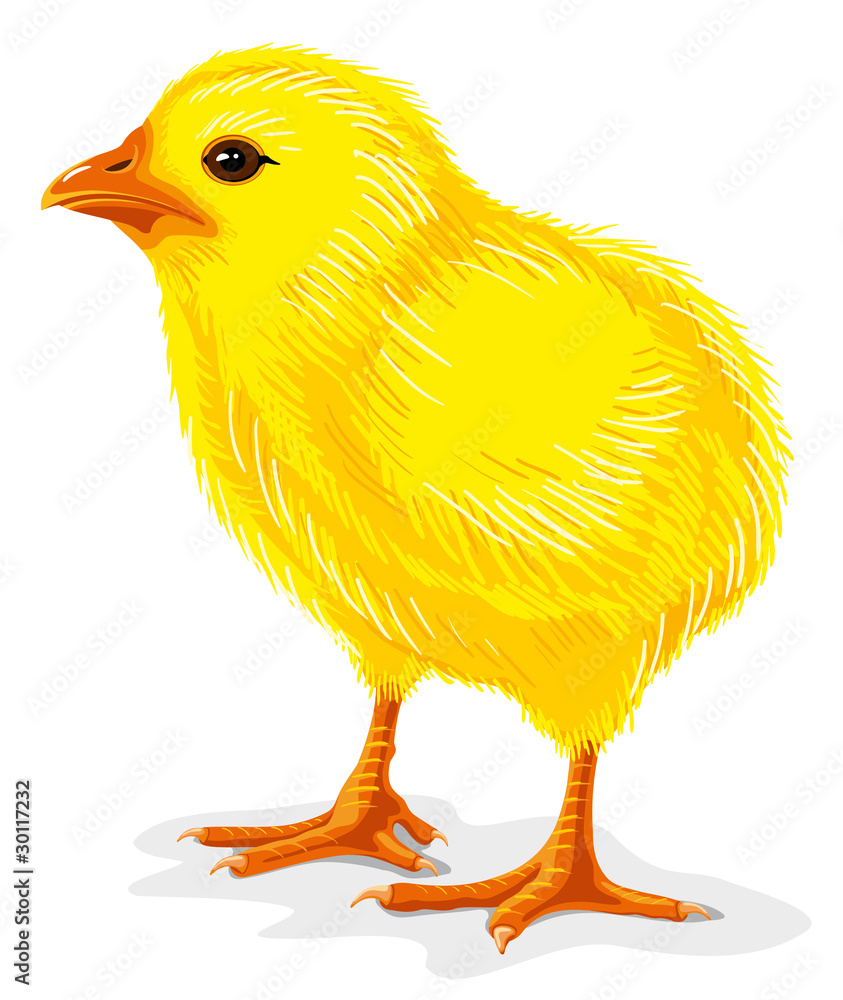 Chicken