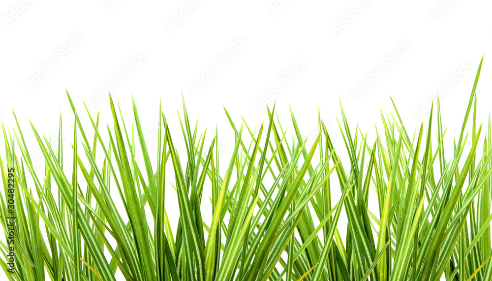 Bunch of grass on white background