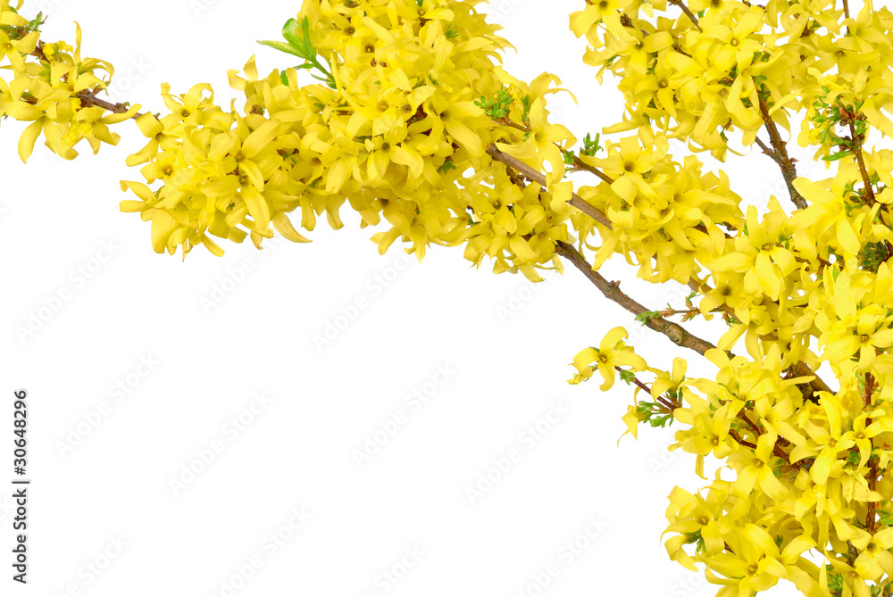 Frühlingshafter Rahmen aus Forsythien