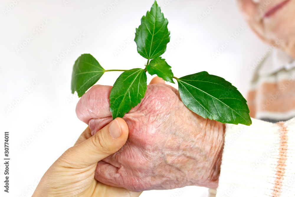 Seniors hand holding green plant