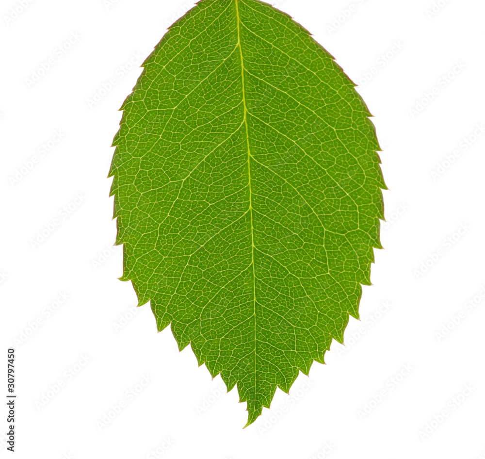 leaf