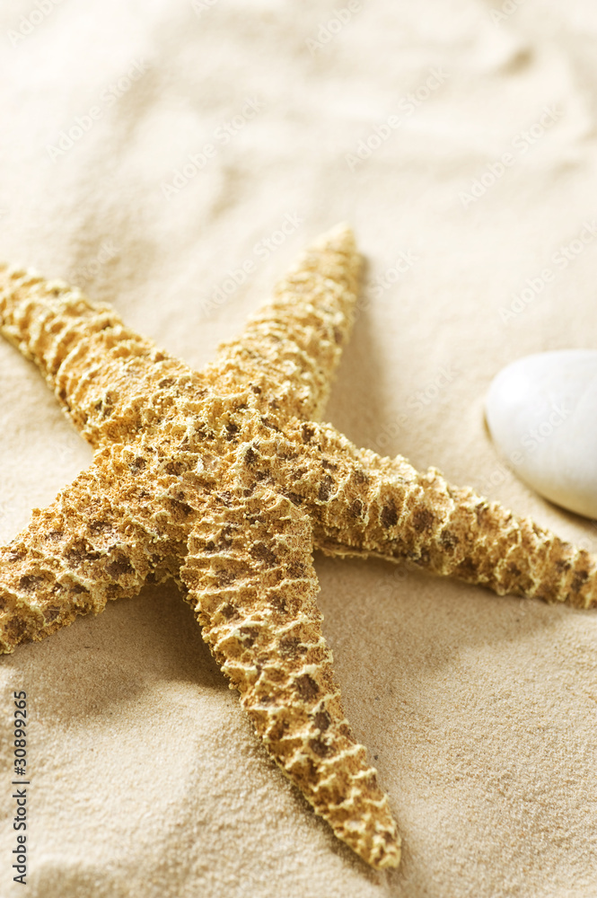 Starfish on the Sand