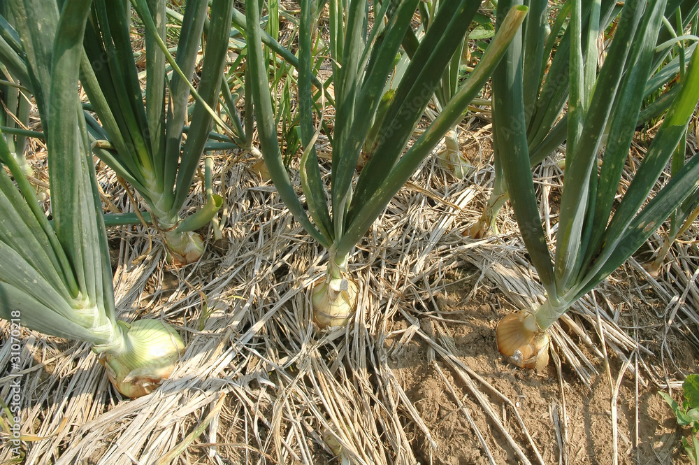 Onion field