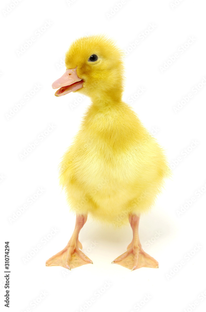 yellow duck