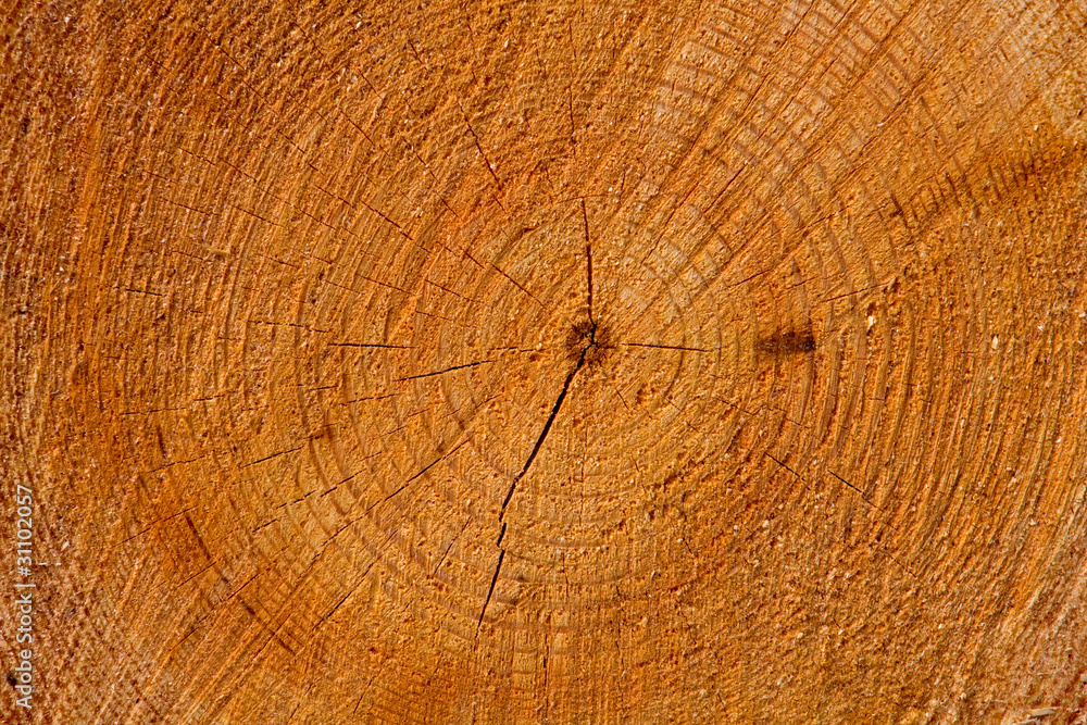 Freshly cut tree trunk