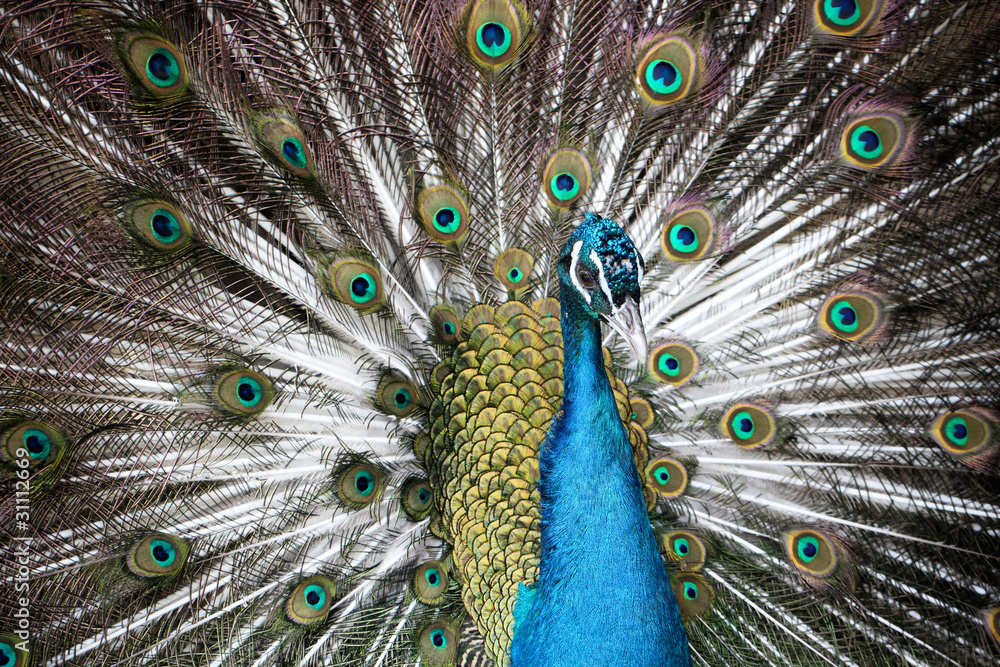 peacock