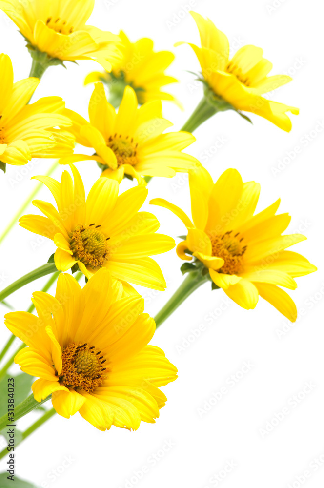 yellow daisy