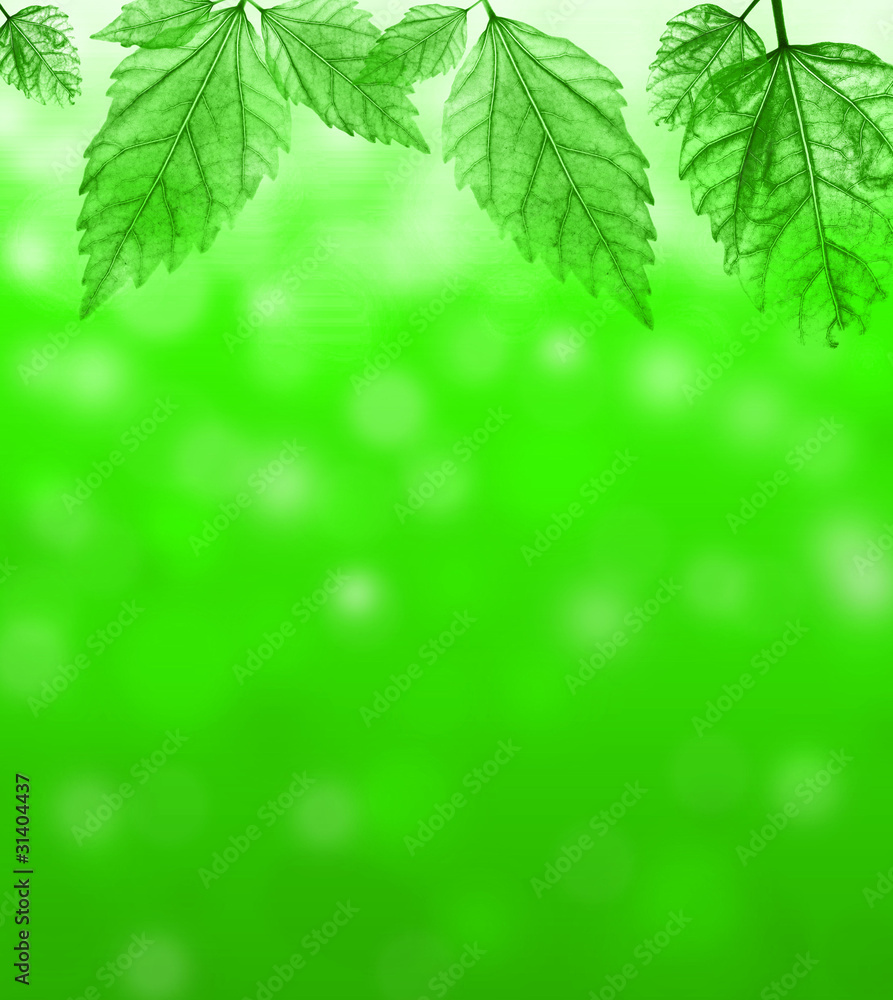 Fresh background with transparent green leaves