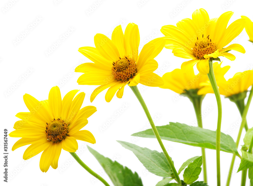 yellow daisy