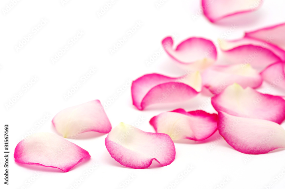 pink rose petals