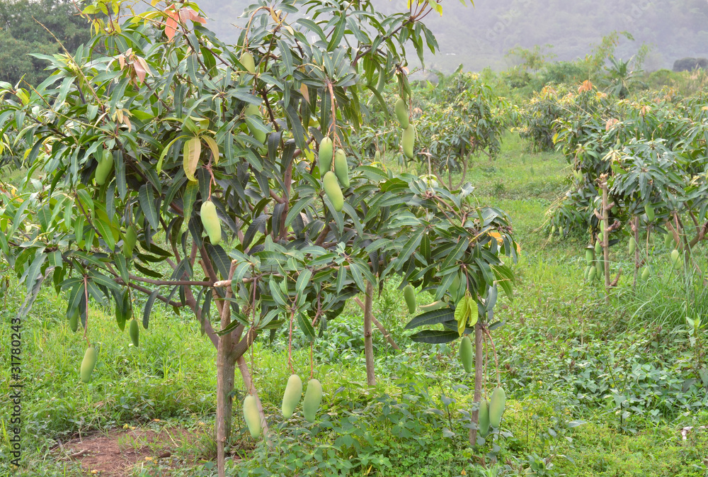 mango garden