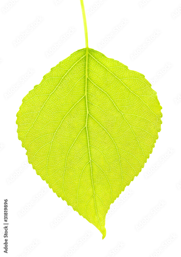 leaf