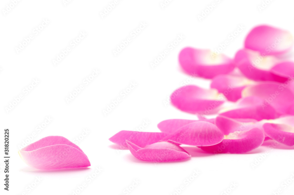 pink rose petals