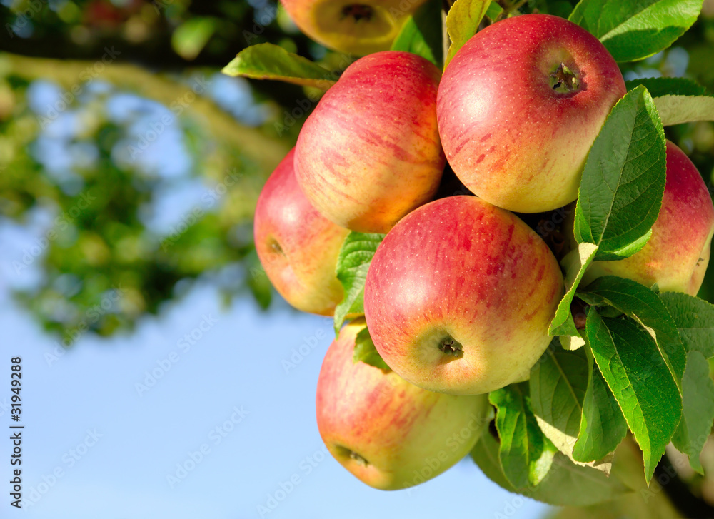 Erntereife farbenfrohe Äpfel am Ast