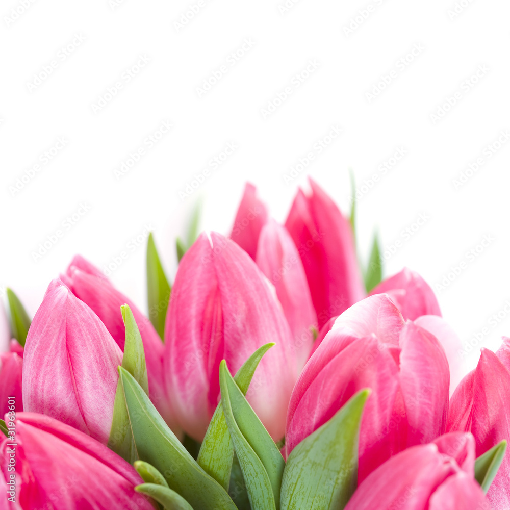 Pink tulips