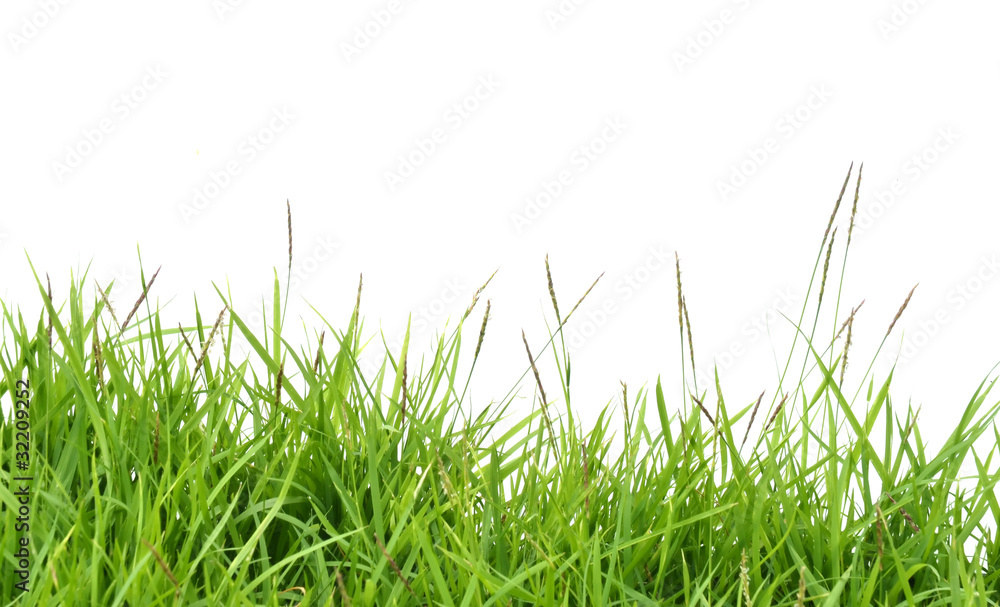 fresh spring green grass