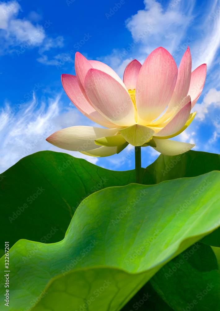 Seerose vor blauem Himmel mit Wolken