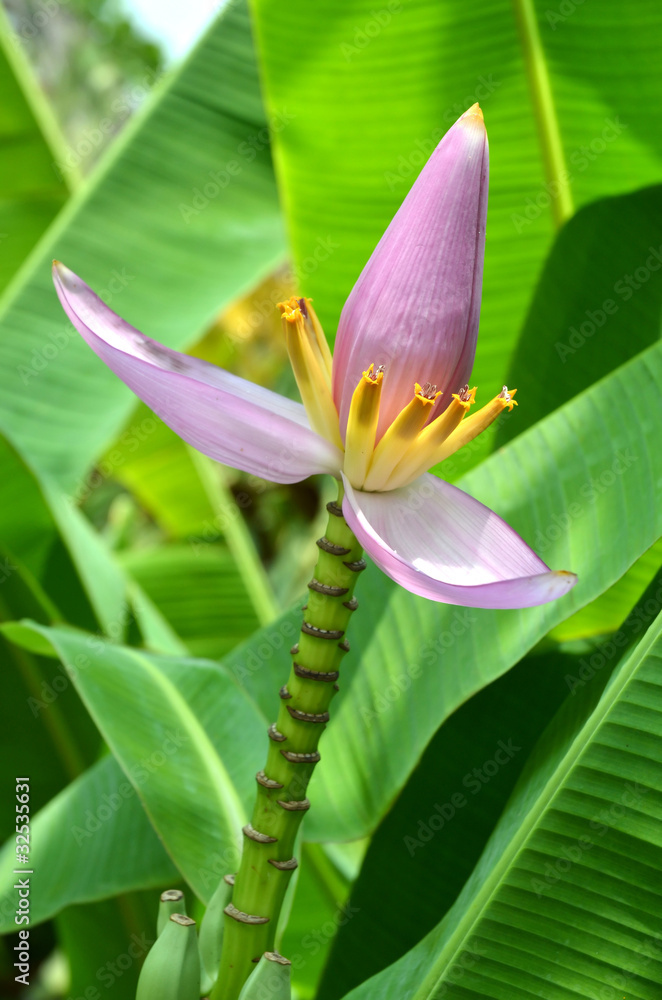 粉色开花香蕉