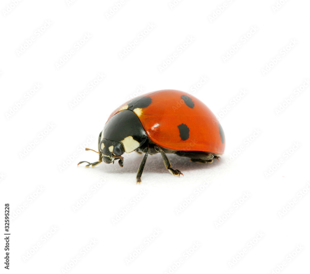 Ladybug