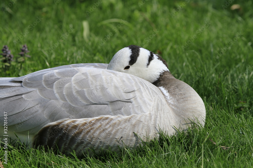 Ente in Nahaufnahme