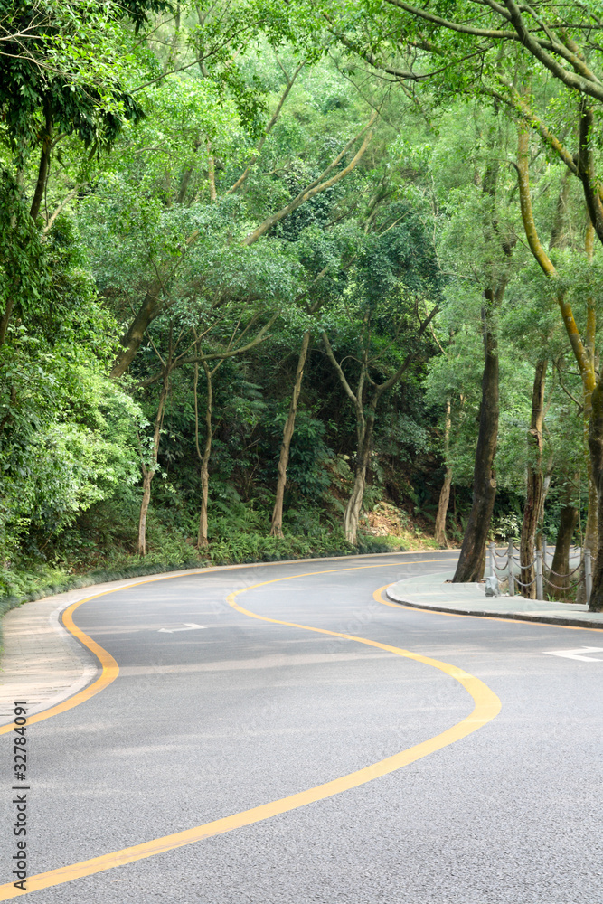 有树的弯曲道路