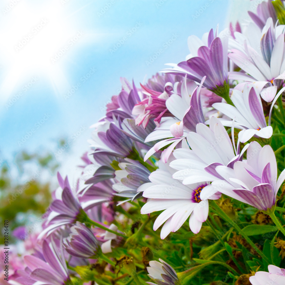 Beautiful sunny flowers on blue sky background