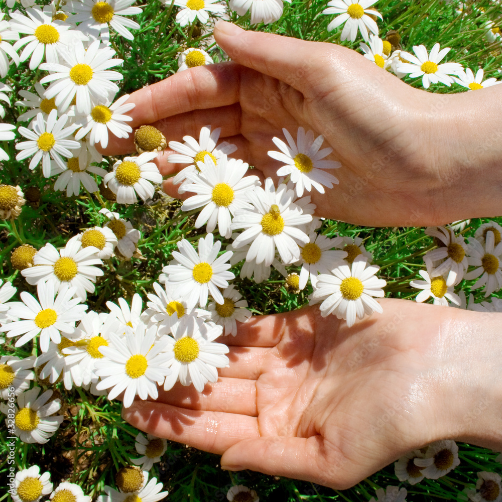 手中的白色雏菊