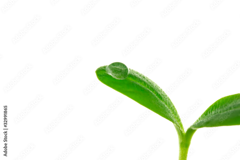 Young plant with a droplet isolated on white background