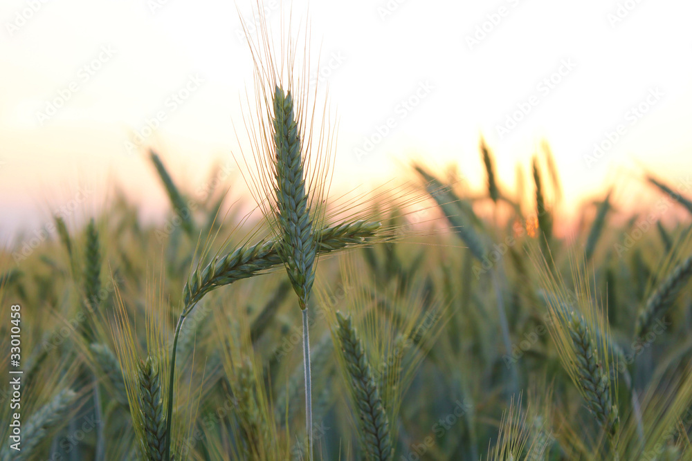 wheat field