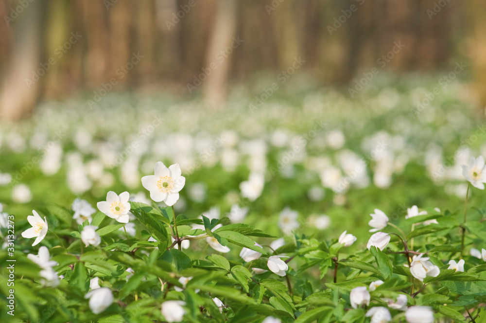 鲜花