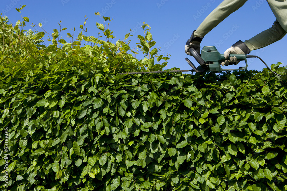 Hecke Schneiden