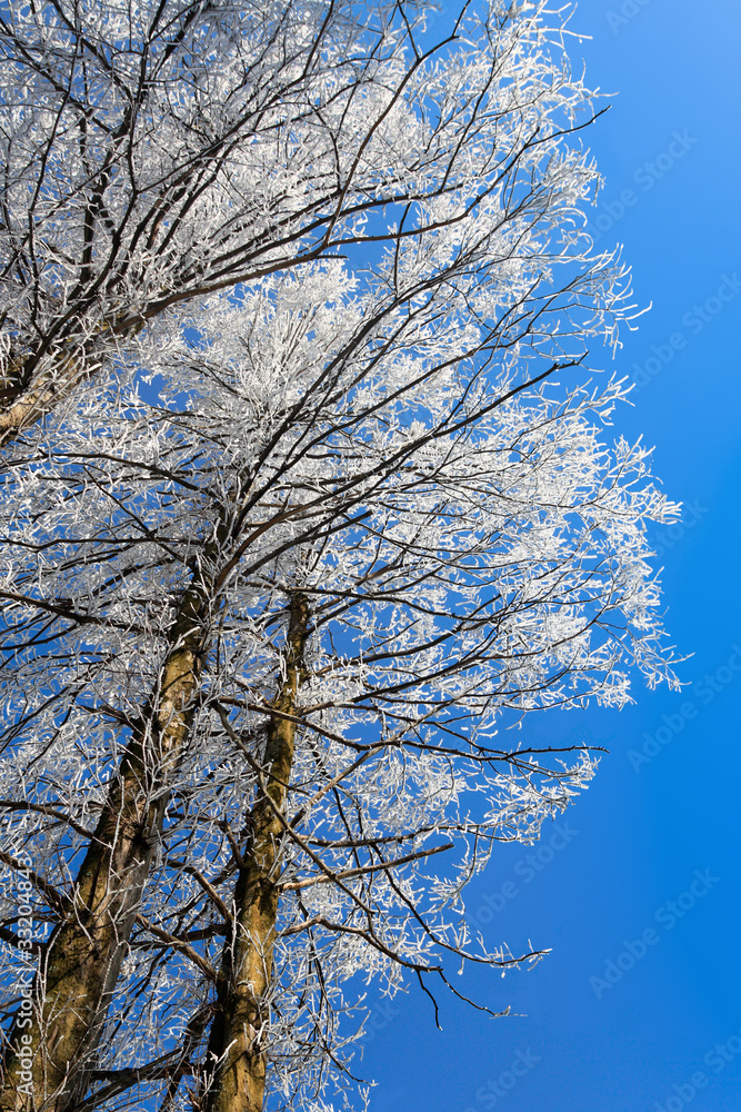 雪松白霜