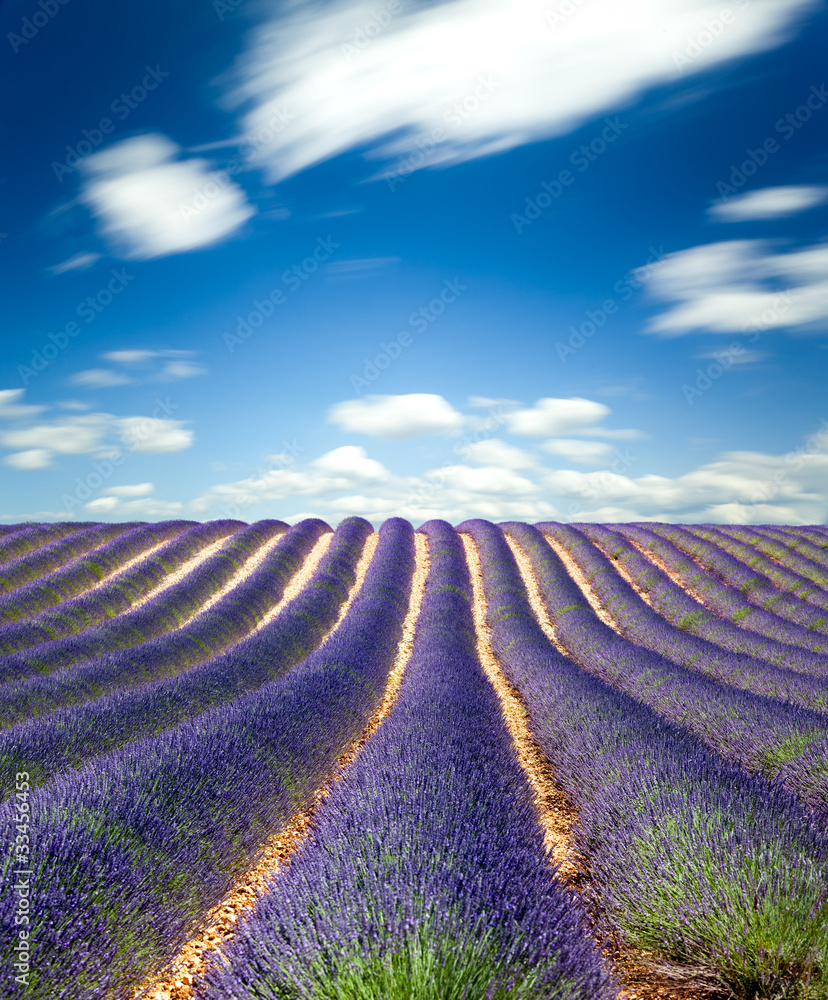 Lavande Provence France / lavender field in Provence, France